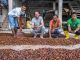 Paccari: Vuelta al mundo con aroma a chocolate justo en el día mundial del cacao
