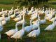 El día en que Francia sacrificó a 800.000 patos para evitar una pesadilla aún mayor: otra pandemia aviar