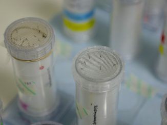 Singapur está criando millones de mosquitos en un laboratorio. Tiene buenos motivos para hacerlo