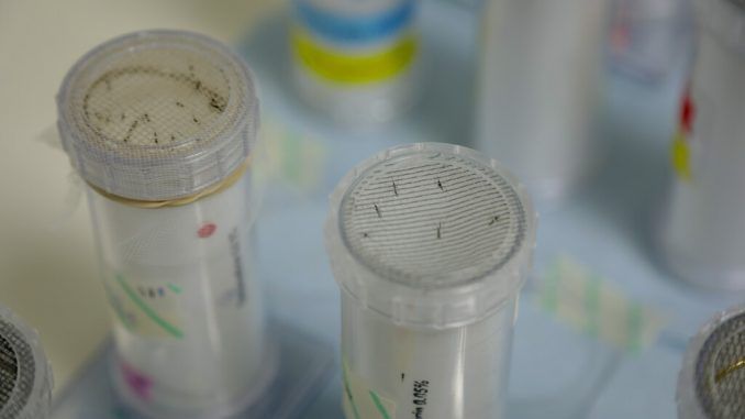 Singapur está criando millones de mosquitos en un laboratorio. Tiene buenos motivos para hacerlo