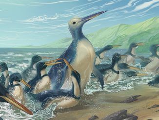 Tres veces más grandes que los mayores pingüinos modernos: Así era el “megapingüino” de Nueva Zelanda