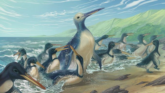 Tres veces más grandes que los mayores pingüinos modernos: Así era el “megapingüino” de Nueva Zelanda