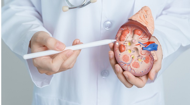 La enfermedad renal crónica afecta al 15% de la población adulta española y al 33% de los mayores de 65 años