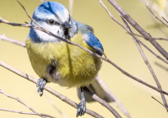 ‘La pluma es de listas: un viaje por la inteligencia de las aves y por su loca vida amorosa’