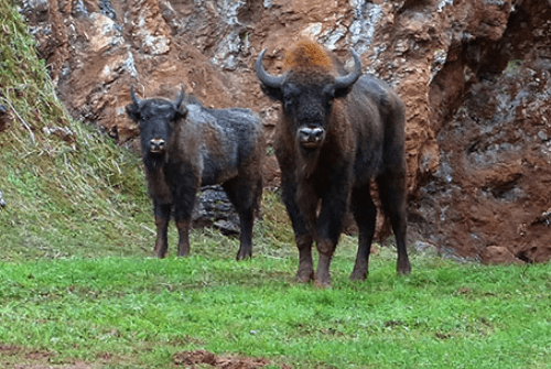 El Parque de Cabárceno acerca la naturaleza a los pacientes pediátricos El Parque de Cabárceno acerca la naturaleza a los pacientes pediátricos
