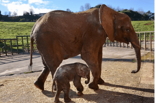 Cabárceno acogerá cuatro jornadas de plantación de árboles autóctonos