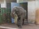 Cabárceno despide a Jums, el macho dominante de la manada de elefantes africanos