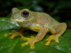 El Parque de la Naturaleza de Cabárceno incorpora dos especies de ranas amazónicas venenosas a su Reptilario