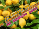 Los Limones Solidarios de Novales: quince años demostrando que un pueblo también puede cultivar solidaridad