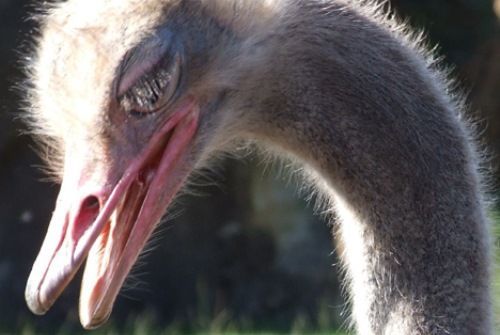 Cabárceno cambia por un día las cámaras por los pinceles y convierte el parque en un gran estudio al aire libre Cabárceno cambia por un día las cámaras por los pinceles y convierte el parque en un gran estudio al aire libre
